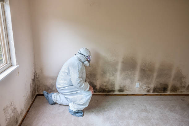 Best DIY Mold Remediation Support Services in Junction City, OR