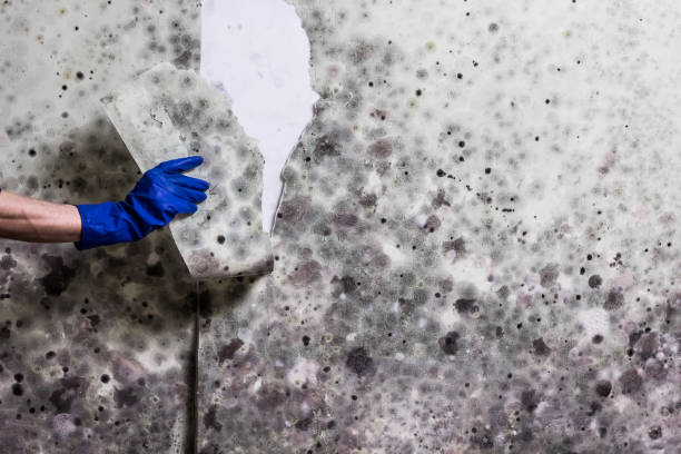 Best Commercial Mold Remediation in Junction City, OR